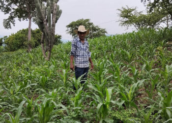 Evalúan germinación de cultivos de maíz para garantizar éxito de las cosechas