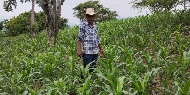 Evalúan germinación de cultivos de maíz para garantizar éxito de las cosechas