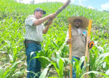 Evalúan rendimiento de cultivo de maíz mejorado
