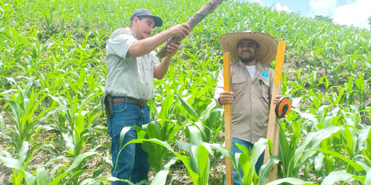 Evalúan rendimiento de cultivo de maíz mejorado