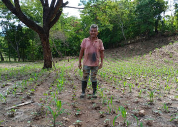 Evaluaran variante de frijol en parcela experimental