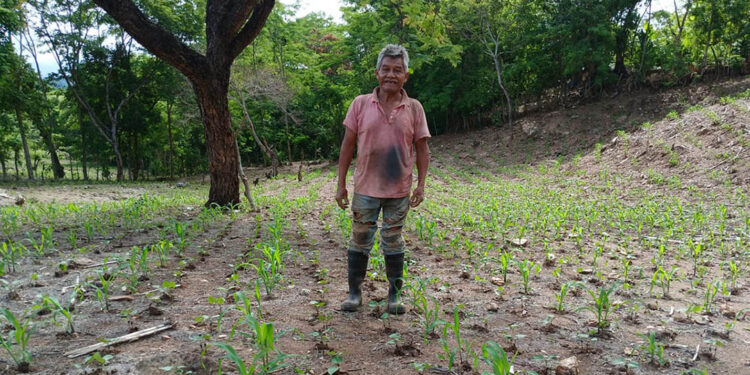 Evaluaran variante de frijol en parcela experimental
