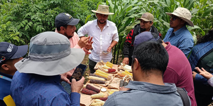 Extensionistas fortalecen capacidades del Sistema Milpa