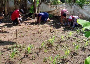Fortalecen huerto comunal en Pajapita