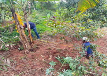 Fortalecen producción agrícola con sistema de riego por goteo