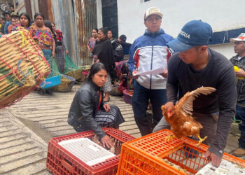 Fortalecen producción avícola de Quiché con entrega de gallinas ponedoras