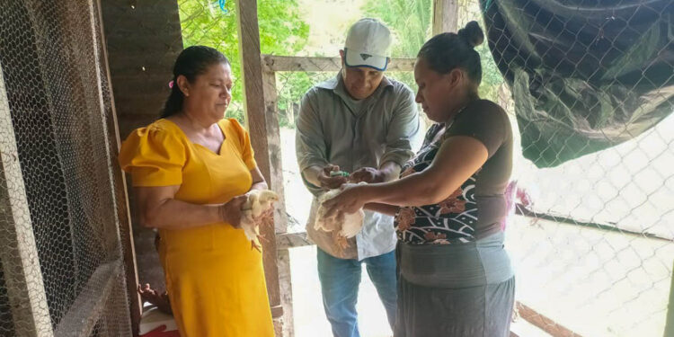Fortalecen producción avícola en comunidades de Melchor de Mencos