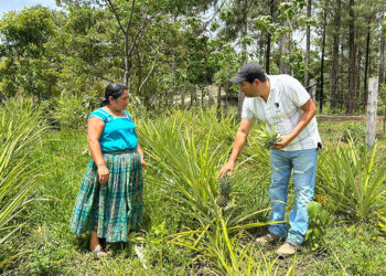 Fortalecen producción de frutales en Poptún