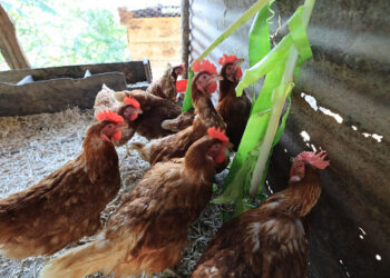 Gallinas ponedoras un motor para el desarrollo rural