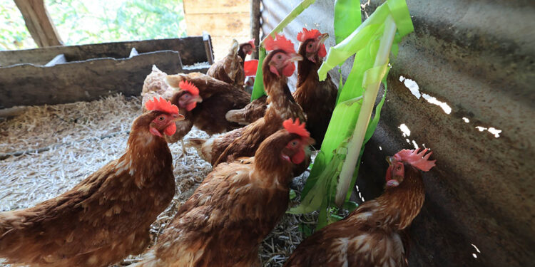 Gallinas ponedoras un motor para el desarrollo rural