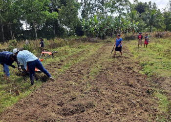 Grupos de mujeres crean huerto mixto