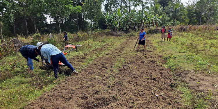 Grupos de mujeres crean huerto mixto
