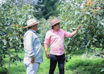 Guatemala celebra el “oro verde” como motor agrícola y cultural
