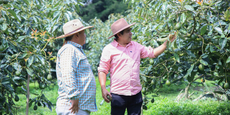 Guatemala celebra el “oro verde” como motor agrícola y cultural