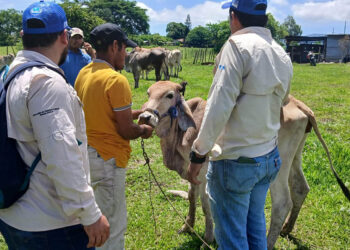 Guatemala intensifica control sanitario en prevención del Gusano Barrenador