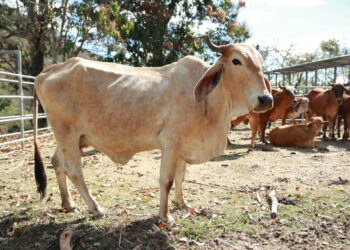 Guatemala lidera el impulso ganadero en la región