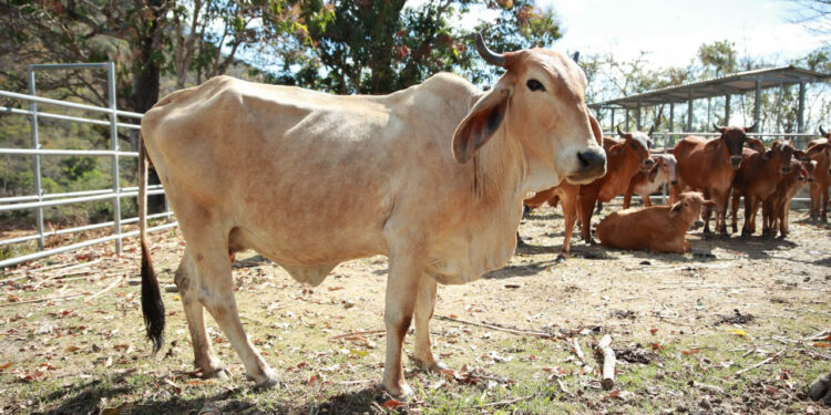 Guatemala lidera el impulso ganadero en la región