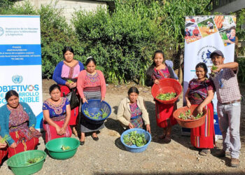 Huertos familiares fortalecen seguridad alimentaria en Nebaj