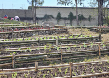 Implementados más de cinco mil huertos en el país