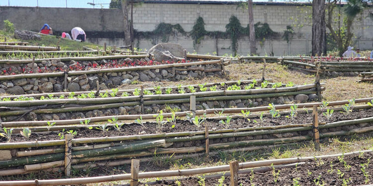 Implementados más de cinco mil huertos en el país