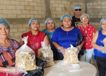 Impulsan cultivo de hongo ostra como alternativa nutritiva