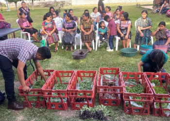 Impulsan huertos familiares en Panajachel con entrega de pilones