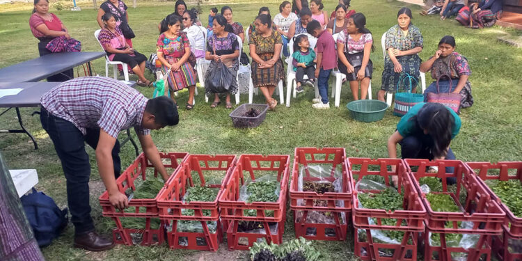 Impulsan huertos familiares en Panajachel con entrega de pilones
