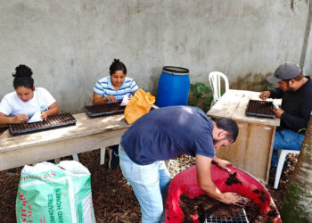 Impulsan producción de hortalizas en el sur de Petén