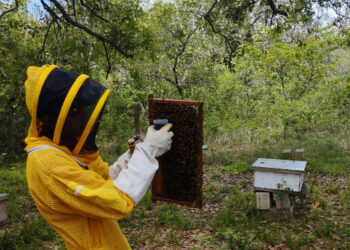Inician pruebas de tratamiento para el control de varroa en Petén
