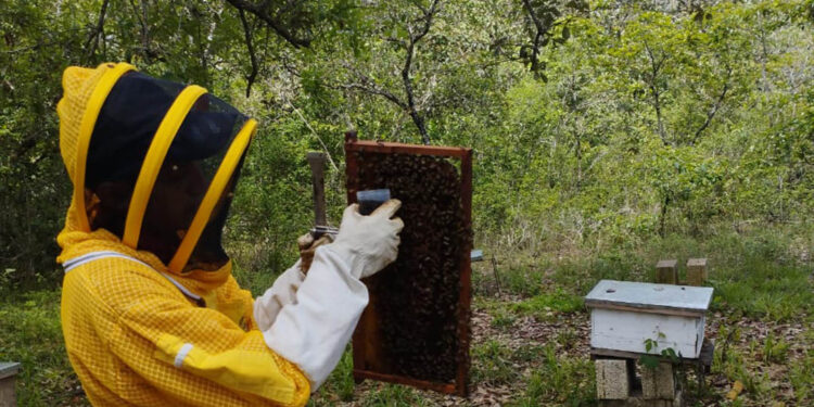 Inician pruebas de tratamiento para el control de varroa en Petén