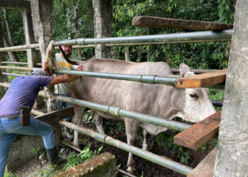 Inseminación artificial permite mejora genética bovina en El Chal