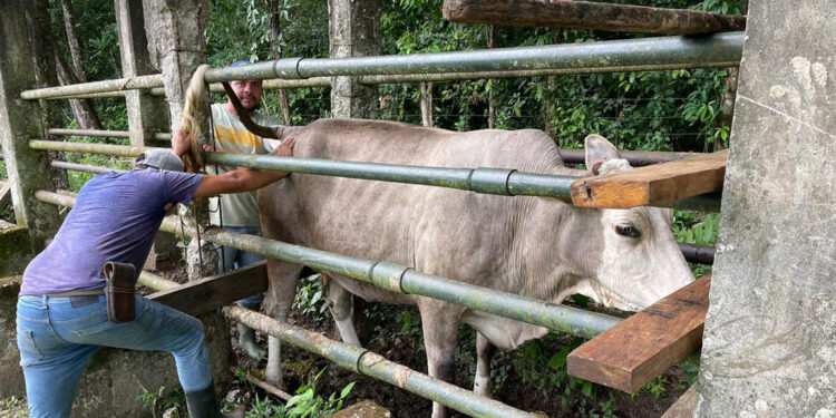 Inseminación artificial permite mejora genética bovina en El Chal