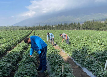 Inspeccionan cultivos orgánicos de ejote y espárragos de Sacatepéquez