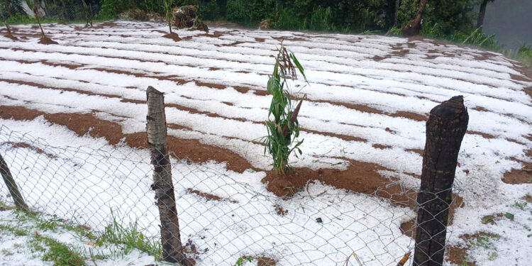 Monitorean y evalúan áreas afectadas en Quetzaltenango y San Marcos por caída de granizo