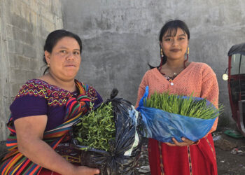 Optimizan producción y disponibilidad de alimentos en Quiché