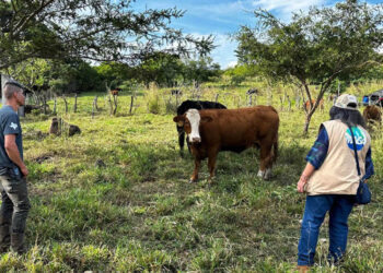 Proteja a sus animales en caso de sismos