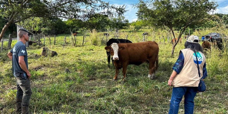 Proteja a sus animales en caso de sismos