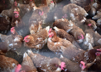 Realizadas más de 27 mil pruebas de laboratorio para la protección aviar