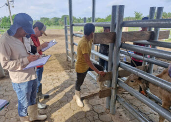 Realizan inspección y peritaje en ganado de raza