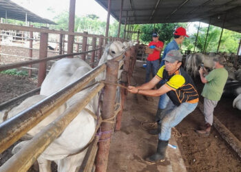 Realizan jornada de trazabilidad bovina en El Chal, Petén