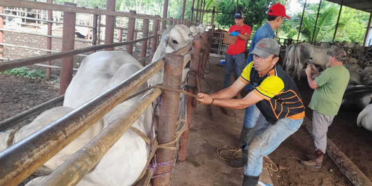 Realizan jornada de trazabilidad bovina en El Chal, Petén