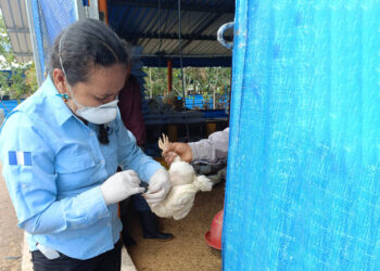 Realizan jornada de vacunación para proteger aves de traspatio en Escuintla