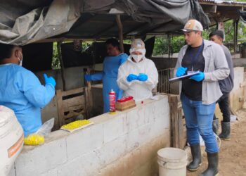 Realizan muestreo de porcinos en Zacapa