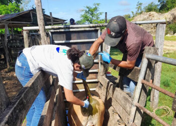 Realizan muestreo serológico en bovinos para exportación a México