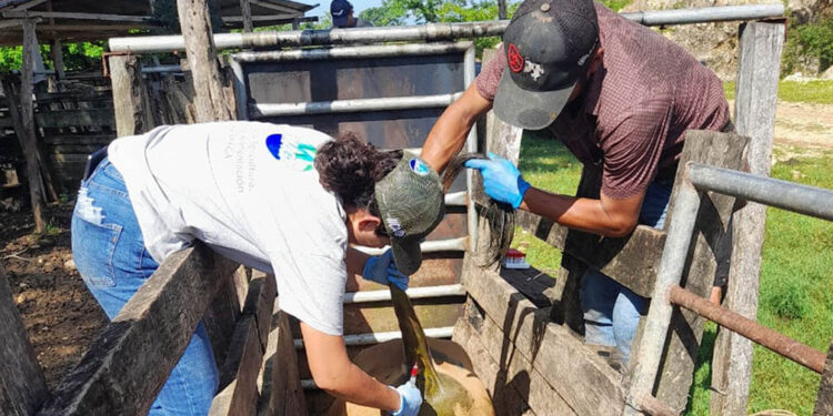 Realizan muestreo serológico en bovinos para exportación a México
