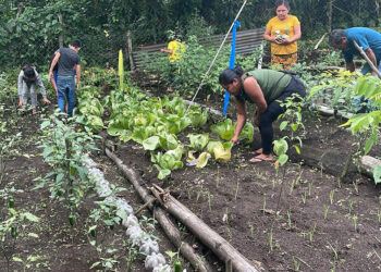 Reciben alimentos por su trabajo en huertos rurales colectivos