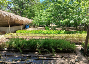 Reforestación impulsa gestión sostenible de los recursos naturales