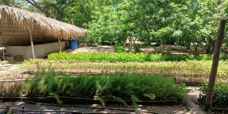 Reforestación impulsa gestión sostenible de los recursos naturales