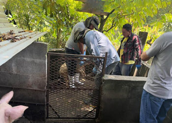 Refuerzan control de enfermedades porcinas en unidades productivas familiares de Escuintla
