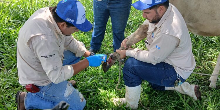 Refuerzan control del Gusano Barrenador en todo el país